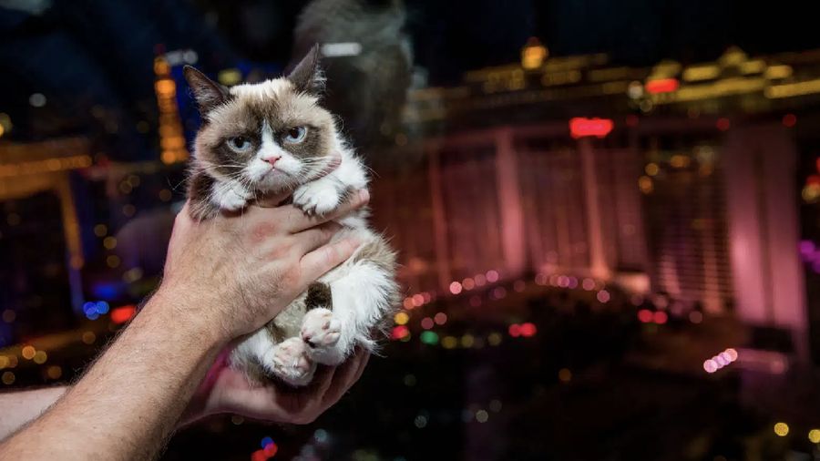 Grumpy Cat