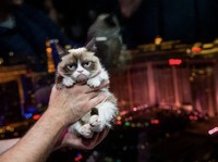 Kucing Buat Ekonomi Australia Boncos Rp 126 Miliar, Kok Bisa?