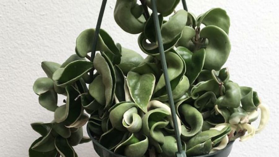 Hoya Compacta