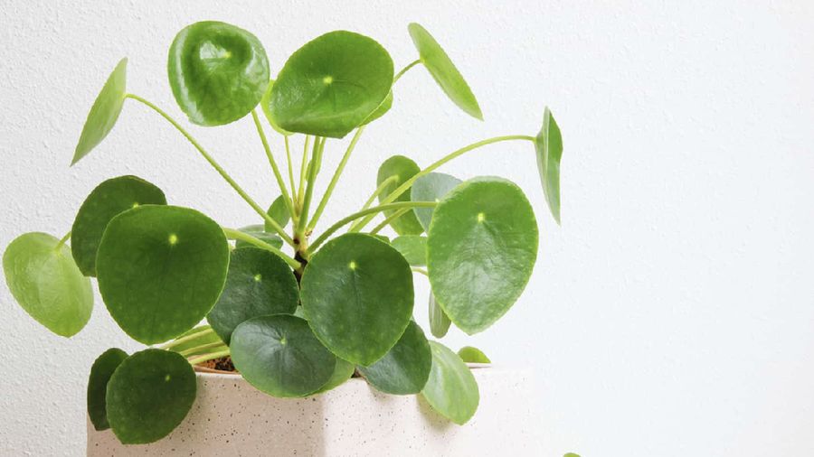 pilea