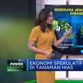 Janda Bolong dkk, Ekonomi Spekulatif di Tanaman Hias
