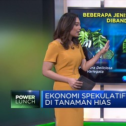 Janda Bolong dkk, Ekonomi Spekulatif di Tanaman Hias