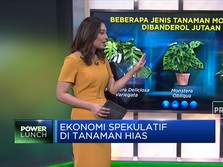 Janda Bolong dkk, Ekonomi Spekulatif di Tanaman Hias