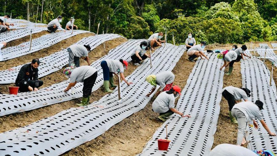 Presiden Joko Widodo (Jokowi) meninjau pengembangan lumbung pangan raksasa yang berada di Kabupaten Humbang Hasundutan, Sumatera Utara. (Foto: Laily Rachev - Biro Pers Sekretariat Presiden)