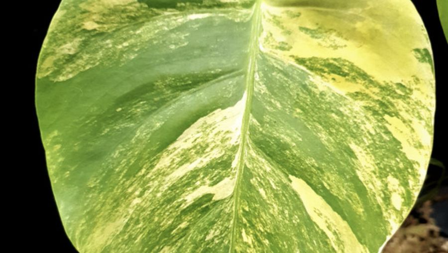 Monstera aurea / monstera marmorata