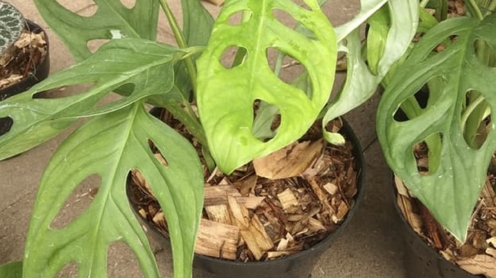 Monstera obliqua