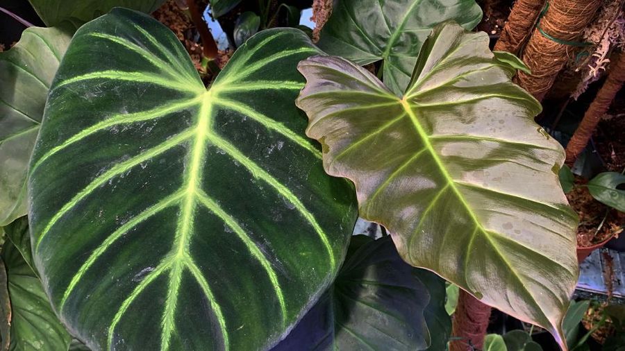 Philodendron luxurians