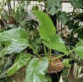 Dear Bunda, Tanaman Hias Ini Beracun Jauhkan dari Anak