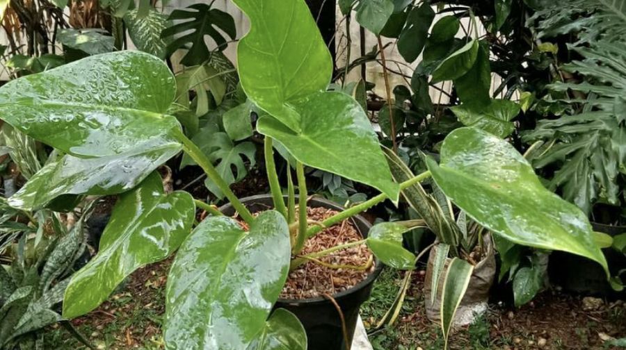 Philodendron