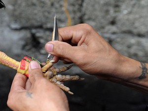 Nyawa Sudana Melayang gegara Amukan Ayam Aduan