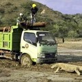 Viral Komodo Nyasar ke PLTD, Ini Kata PLN...