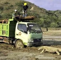 Viral Komodo Nyasar ke PLTD, Ini Kata PLN...