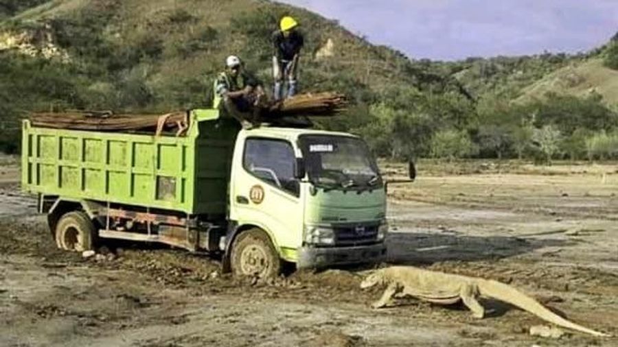 Truck yang memasuki pulau Rinca Taman Nasional Komodo, diadang biawak komodo. Foto: Ist