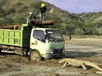 Viral Komodo Nyasar ke PLTD, Ini Kata PLN...