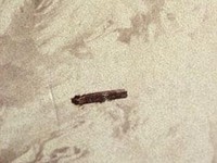 Pentagon Bongkar Fakta Baru Soal Jejak Alien