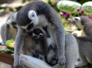 Thailand Kirim Hampir 1.000 Hewan Sangat Terancam Punah ke Madagaskar