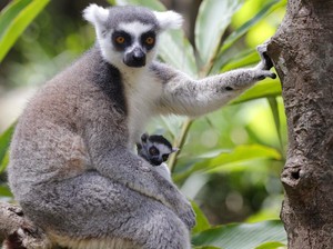 Makin Banyak Manusia Makan Dagingnya, Lemur Terancam Punah