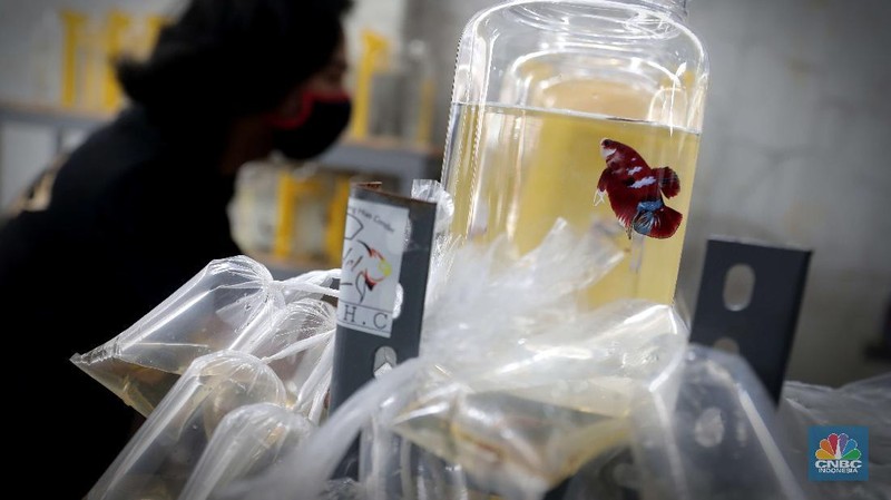 Pengunjung mengamati ikan cupang yang dipajang di Bazar ikan Cupang di Kawasan Pasar Gembrong Baru, Jakarta, Jumat (30/10). (CNBC Indonesia/ muhammad Sabki)