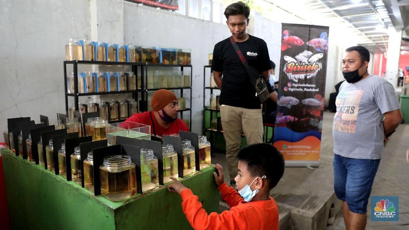Pengunjung mengamati ikan cupang yang dipajang di Bazar ikan Cupang di Kawasan Pasar Gembrong Baru, Jakarta, Jumat (30/10). (CNBC Indonesia/ muhammad Sabki)