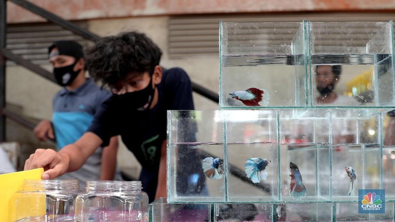 Pengunjung mengamati ikan cupang yang dipajang di Bazar ikan Cupang di Kawasan Pasar Gembrong Baru, Jakarta, Jumat (30/10). (CNBC Indonesia/ muhammad Sabki)