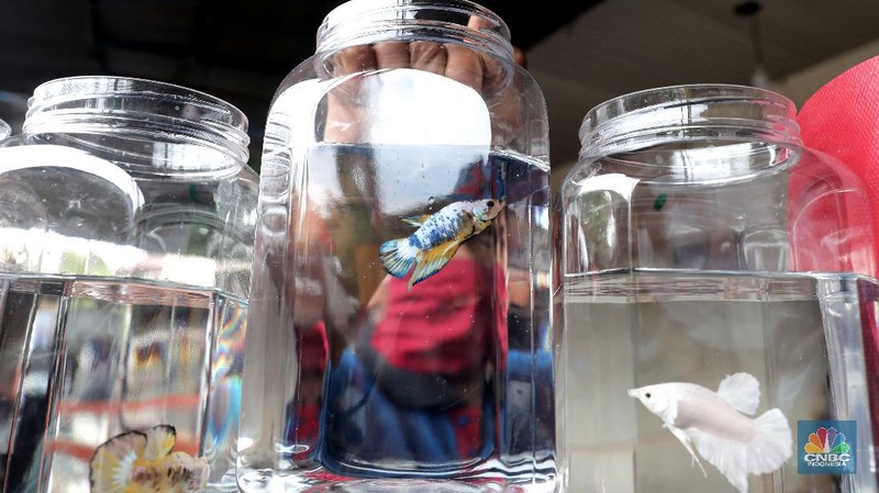 Pengunjung mengamati ikan cupang yang dipajang di Bazar ikan Cupang di Kawasan Pasar Gembrong Baru, Jakarta, Jumat (30/10). (CNBC Indonesia/ muhammad Sabki)