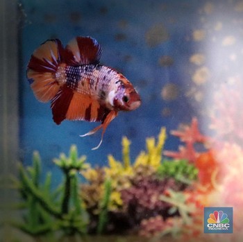 Kecil-kecil Cabe Rawit, Potret Ikan Cupang yang Lagi Hits