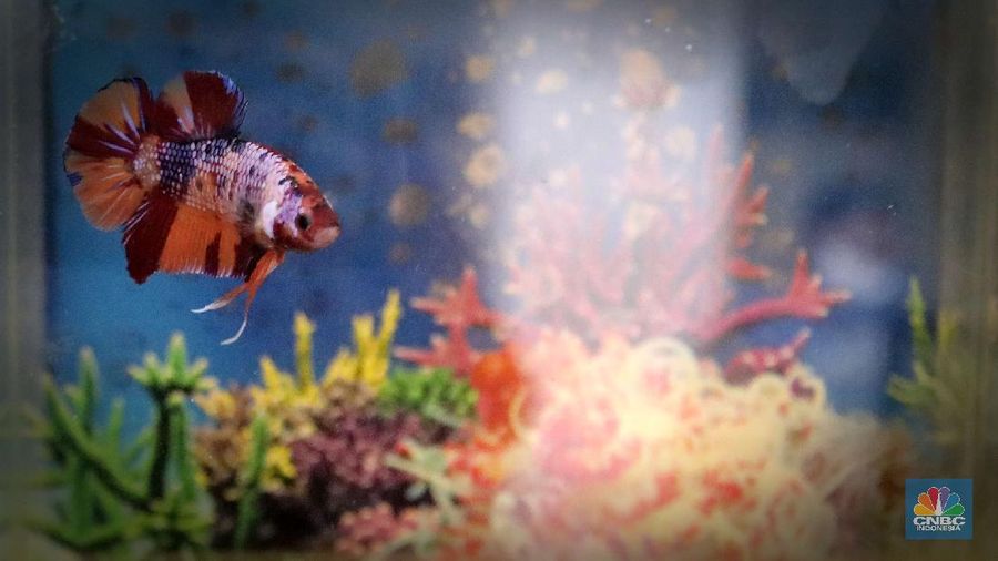 Pengunjung mengamati ikan cupang yang dipajang di Bazar ikan Cupang di Kawasan Pasar Gembrong Baru, Jakarta, Jumat (30/10). (CNBC Indonesia/ muhammad Sabki)