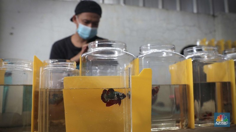 Pengunjung mengamati ikan cupang yang dipajang di Bazar ikan Cupang di Kawasan Pasar Gembrong Baru, Jakarta, Jumat (30/10). (CNBC Indonesia/ muhammad Sabki)