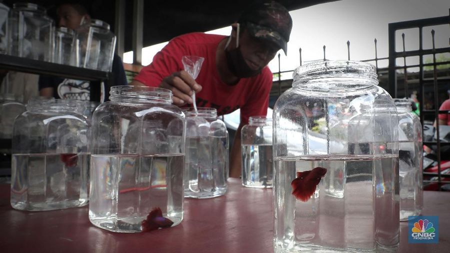 Pengunjung mengamati ikan cupang yang dipajang di Bazar ikan Cupang di Kawasan Pasar Gembrong Baru, Jakarta, Jumat (30/10). (CNBC Indonesia/ muhammad Sabki)