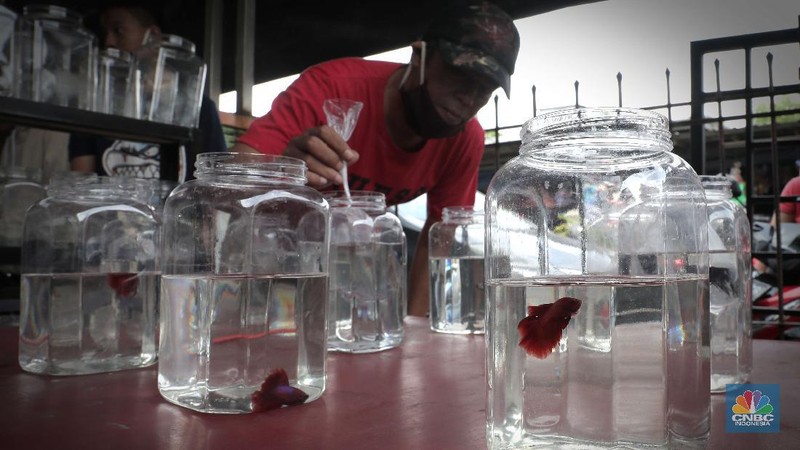 Pengunjung mengamati ikan cupang yang dipajang di Bazar ikan Cupang di Kawasan Pasar Gembrong Baru, Jakarta, Jumat (30/10). (CNBC Indonesia/ muhammad Sabki)