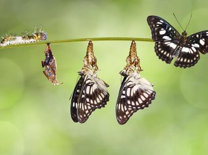 Pengertian Metamorfosis Sempurna serta Ciri-Ciri dan Contoh Hewannya