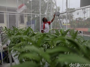 Tanaman Obat Beragam Khasiat yang Wajib Ditanam di Rumah