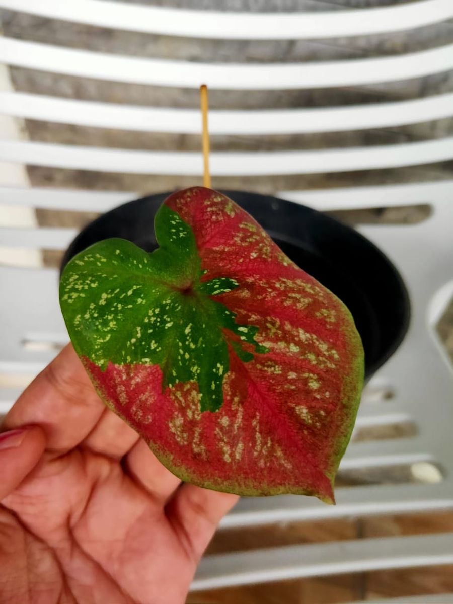 Tanaman Keladi (Ist)