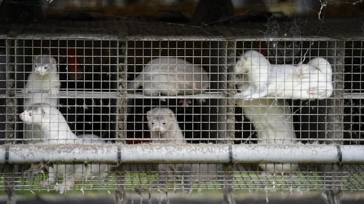Ilmuwan menemukan mutasi virus Corona pada cerpelai. (AP/Mette Moerk) Ilmuwan menemukan mutasi virus Corona pada cerpelai. (AP/Mette Moerk)