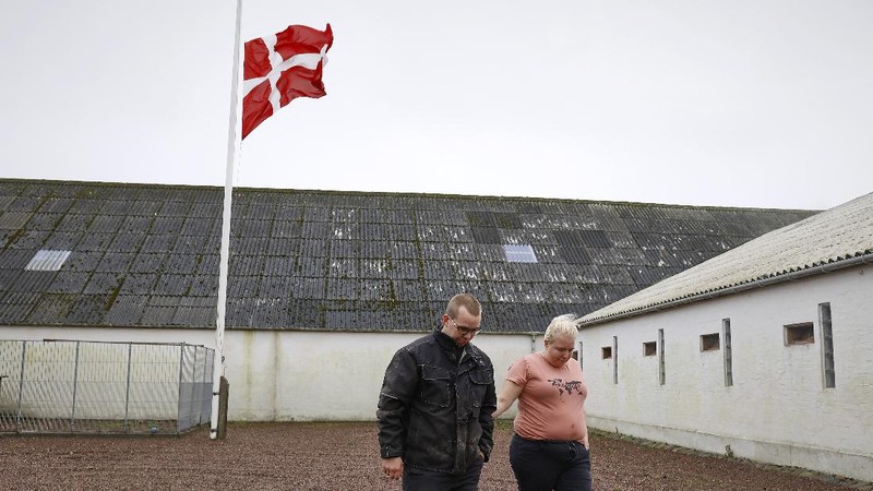 Ilmuwan menemukan mutasi virus Corona pada cerpelai. (AP/Mette Moerk)