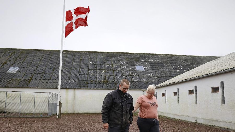 Ilustrasi peternakan cerpelai di Denmark. (AP/Claus Bjoern Larsen)