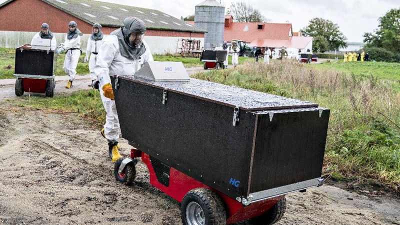 Ilmuwan menemukan mutasi virus Corona pada cerpelai. (AP/Mette Moerk)