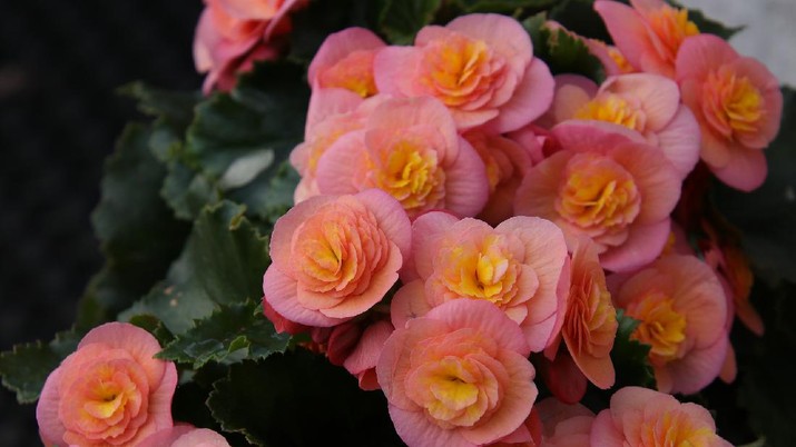 Begonia (Image by Marjon Besteman-Horn from Pixabay)