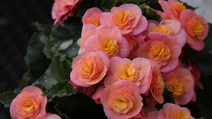 Begonia Begonia (Image by Marjon Besteman-Horn from Pixabay)
