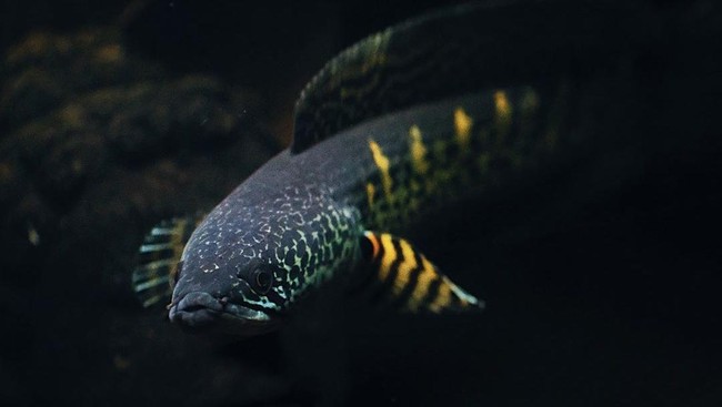 Terungkap! Ini Manfaat Makan Ikan Gabus untuk Ibu Setelah Melahirkan