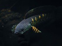 Foto: Ikan gabus berbintik oranye. (Tangkapan layar Instagram @channarenang)