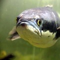 Ilustrasi Ikan (Image by zoosnow from Pixabay)
