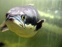 Bunda.. Ikan Gabus Bukan Cuma Buat Pempek, Dijual Rp 35 Juta
