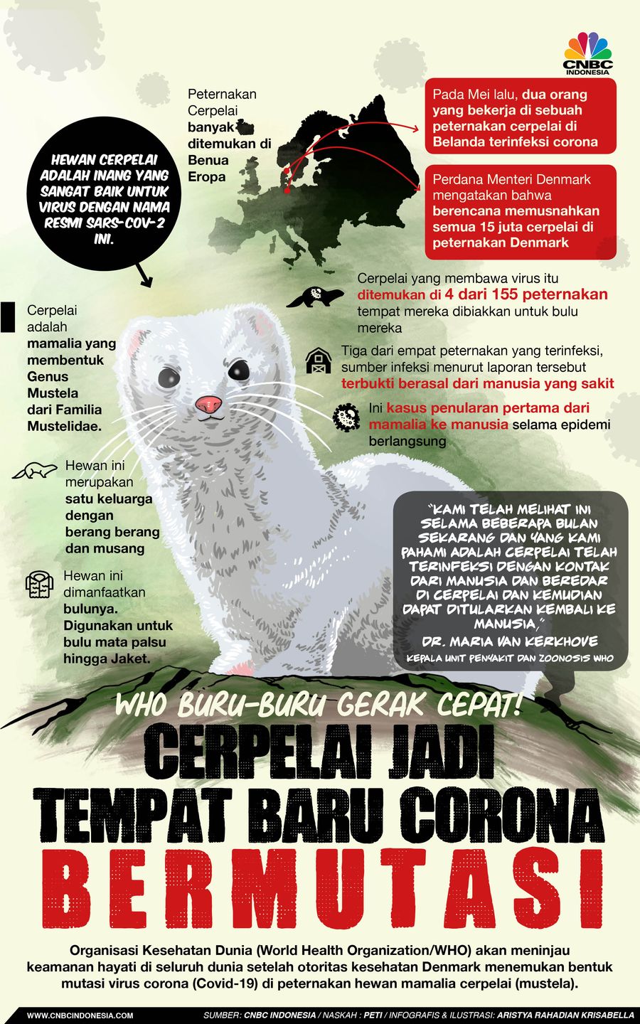 Infografis/WHO buru-buru gerak cepat, Cerpelai jadi tempat baru corona bermutasi