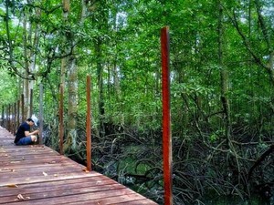 6 Hutan Mangrove Paling Hits di Pulau Kalimantan
