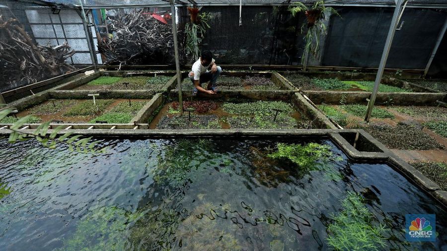Salah satu karyawan Nick Aquascape melakukan penyelesaian pembuatan aquascape di Serpong, Tangerang Selatan, Rabu (11/11/2020). Meningkatnya jumlah pesanan aquascape selama pandemi Covid-19 membuat Nickson Marpaung (owner) harus menambah jumlah karyawannya. (CNBC Indonesia/Tri Susilo) 
Penjualan aquascape meningkat drastis selama pandemi Covid-19, Nickson selaku owner meningkatnya bisa 100% . 
