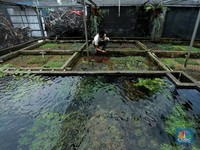 Simak Hal Penting Saat Memanen Sayuran dan Ikan Akuaponik