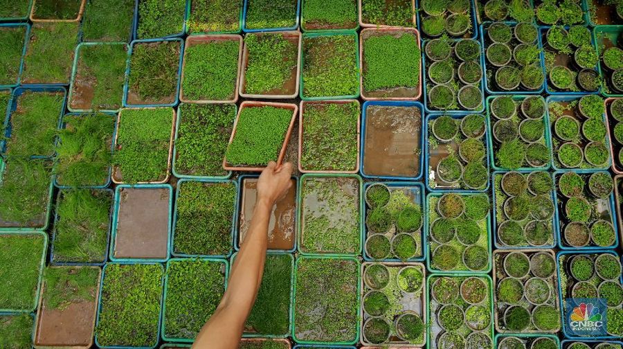 Salah satu karyawan Nick Aquascape melakukan penyelesaian pembuatan aquascape di Serpong, Tangerang Selatan, Rabu (11/11/2020). Meningkatnya jumlah pesanan aquascape selama pandemi Covid-19 membuat Nickson Marpaung (owner) harus menambah jumlah karyawannya. (CNBC Indonesia/Tri Susilo) 
Penjualan aquascape meningkat drastis selama pandemi Covid-19, Nickson selaku owner meningkatnya bisa 100% . 
