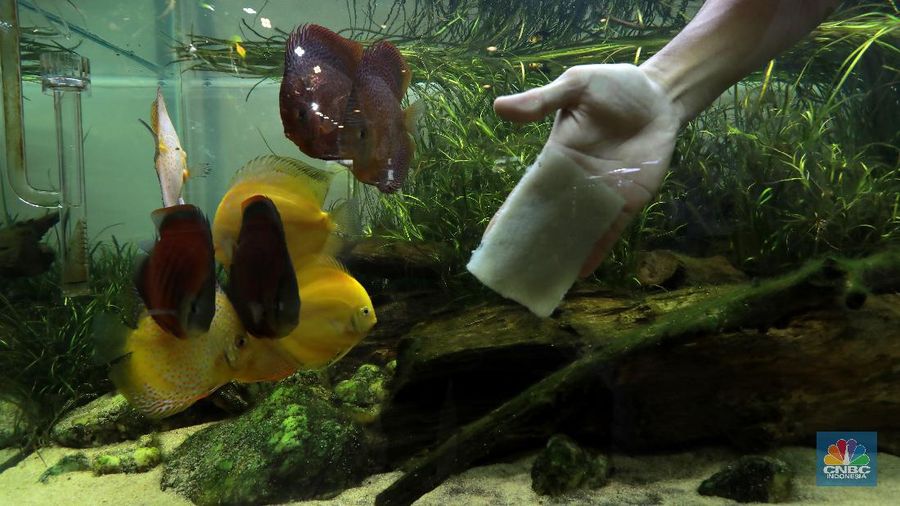 Salah satu karyawan Nick Aquascape melakukan penyelesaian pembuatan aquascape di Serpong, Tangerang Selatan, Rabu (11/11/2020). Meningkatnya jumlah pesanan aquascape selama pandemi Covid-19 membuat Nickson Marpaung (owner) harus menambah jumlah karyawannya. (CNBC Indonesia/Tri Susilo) 
Penjualan aquascape meningkat drastis selama pandemi Covid-19, Nickson selaku owner meningkatnya bisa 100% . 
