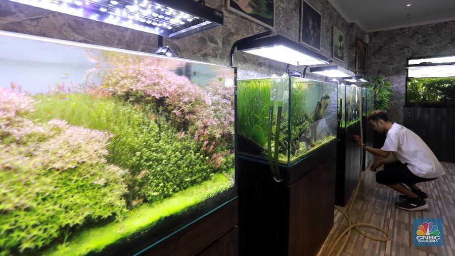 Salah satu karyawan Nick Aquascape melakukan penyelesaian pembuatan aquascape di Serpong, Tangerang Selatan, Rabu (11/11/2020). Meningkatnya jumlah pesanan aquascape selama pandemi Covid-19 membuat Nickson Marpaung (owner) harus menambah jumlah karyawannya. (CNBC Indonesia/Tri Susilo) 
Penjualan aquascape meningkat drastis selama pandemi Covid-19, Nickson selaku owner meningkatnya bisa 100% . 
